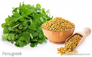 Fenugreek