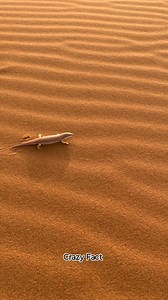 274K views · 2K reactions | This lizard swims inside Sand fish #scinsefact #facts #factinhindi #crazyfacts #facebookfacts #facebookreel #facebookviral #FacebookPage | Crazy Fact | Facebook