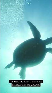 Amazing Sea Turtles: Nature's Ocean Heroes #kidslearning #facts #animalfacts #animals #wildlife