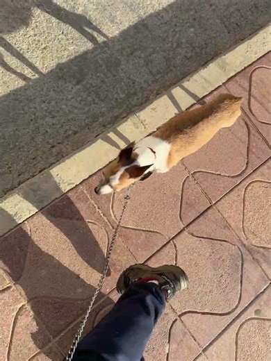 Dog's Shadow Looks Like a Donkey || ViralHog