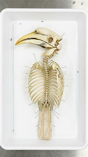 Full Hornbill Skeleton Reveal Time Lapse The Hollow Casque! 🦜💀+Cleaning the spear bone of a giant