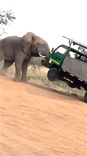 "Beyond Taming: Witness Nature's Wild, Wild West in Action!"