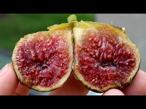 Picking & Tasting a Handful of Fig Varieties with Wise Words on Quality