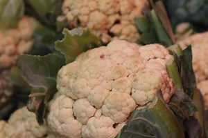 Harmala를 식단에 포함하면 어떤 암에 도움이 될까요?