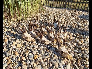 Tuto: Comment découper et préparer votre venaison et vos trophées de chasse!