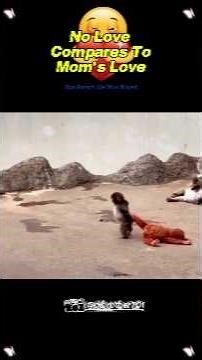 This Baby Monkey Left His Mom...Then This Happened ❤️💔#shorts