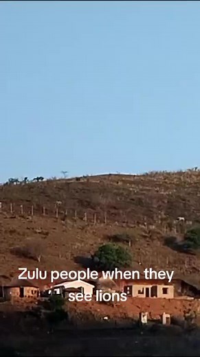 Zebras Grazing in a Rural Landscape