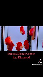 46 reactions · 3 comments | Europa Discus Center...