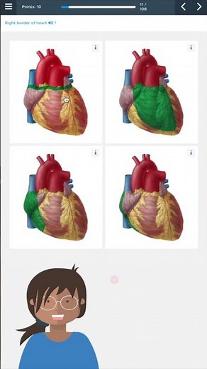 Heart anatomy quiz | Kenhub