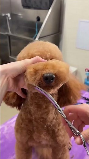 Dog hair trimming tutorial #dog #shorts
