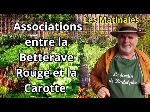 Quels Sont les Meilleurs Compagnons pour la Betterave Rouge et la Carotte dans le Potager?
