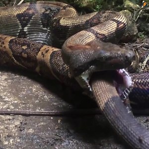 OMG Amazing Snake | Amazing World | Facebook