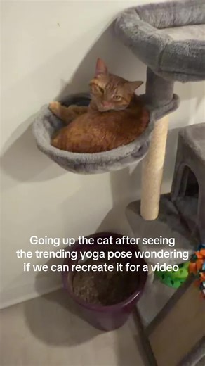 Cat Resists Yoga Pose Attempt