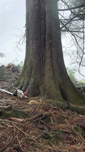 Summer Logging Techniques in New Zealand