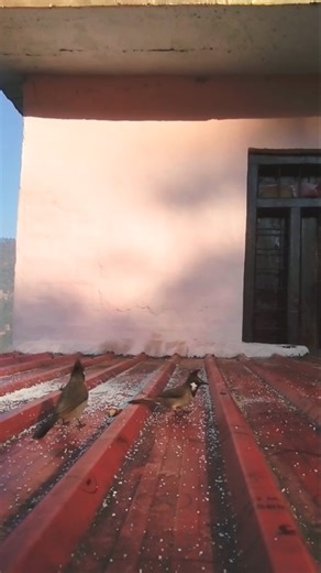 different types of bird's part 1 #birdswatching #neturalbirds #goodcreatition