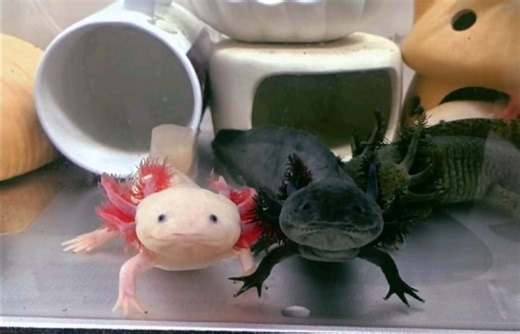 六六熟悉之后会追着手指跑，互动性还是可以的