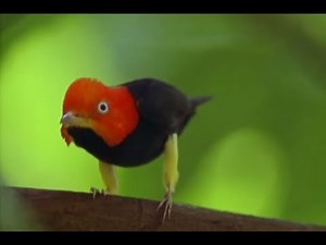 Animals Fight For Mates | BBC Earth