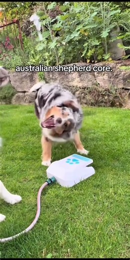 australian shepherd core #aussie #dog #funny #funnydogs
