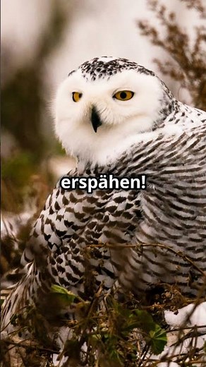 Schnee-Eule: Überleben in der Arktis! Unglaubliche Fakten! #facts #wissen #fakten #unglaublich