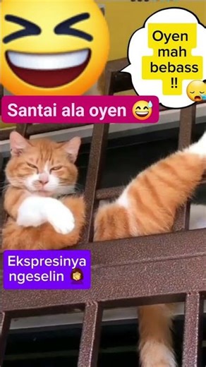Kucing lucu habis makan lezat langsung nyombong 🤣🤣 #hiburan