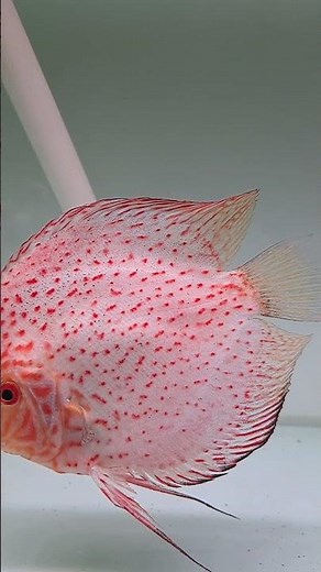 #discus #discusbreeding #discusfarm #discusfish #ikandiscus #breederdiscus #discsthrow #ikanncantik