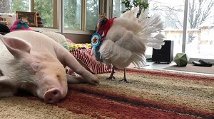 🎶 Did you ever know that you’re my hero......🎶 #estherforever #family #bekind | Esther the Wonder Pig