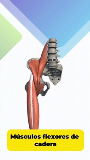 La cadera es una de las articulaciones mas grandes del cuerpo humano, con características de estabilidad y movilidad en los 3 ejes de movimiento. La flexión de la cadera es uno de los movimientos más amplios con implicación de varios musculo; Vamos a recordar que músculos ejecutan este movimiento. 🤩🤓 #cadera #flexores #fisio #fisioterapia #fisioterapeuta #fisioterapiaenmovimiento | Fisioterapia en Movimiento
