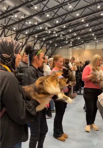 Best Housecat Female Longhair Wins World Winner 2024 Competition