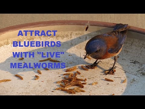 How to Attract Bluebirds Feeding LIVE Mealworms ~ Bluebirds Eating Mealworms ~ Nature Shared
