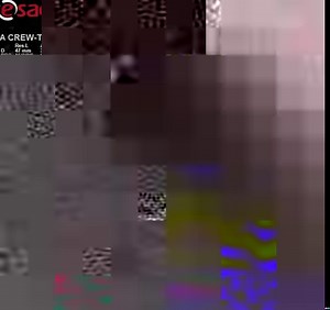 238K views · 10K reactions | Scientists from Cincinnati Zoo's CREW have confirmed that Isla the tamandua is pregnant and expecting a pup at the end of December! Check out this amazing video from her most recent ultrasound! | Cincinnati Zoo & Botanical Garden | Facebook