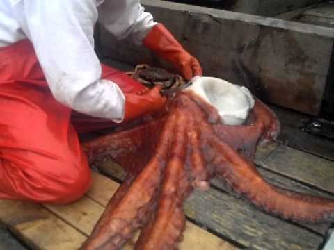 Girl cleaning octopus