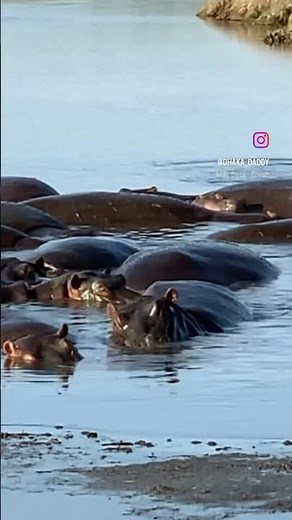 Hippos At The Waterhole In Lake Manyara, Tanzania