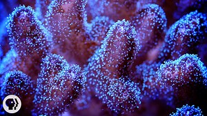 Some corals look like undersea gardens, gently blowing in the breeze. Others look like alien brains. But in their skeletons are clues that promise to give scientists a detailed picture of the weather from 500 years ago. Reading these bones? Easy. As long as you have the world's most powerful X-ray laser. | Deep Look • PBS