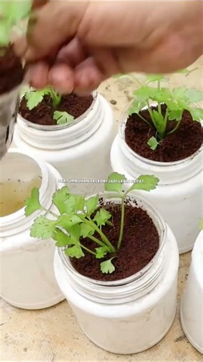 "Just Use This Simple System... Celery Can Grow Well," 🌱✨#gardening