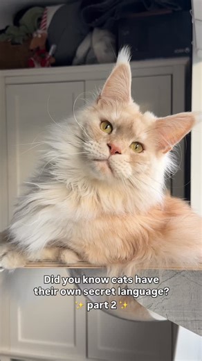 Decoding their secret language… part 2 😸 They may not speak using words, but cats always tell us how much they really care 🥹 Which of these does your cat do most? 🐾 #cat #catlife #catlover #catvideo #cats | Lola and Popps
