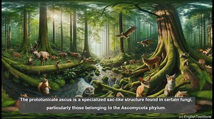 Prototunicate ascus in biology