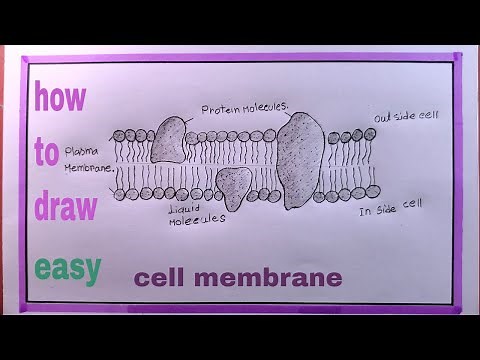 how to draw plasma membrane/cell membrane drawing
