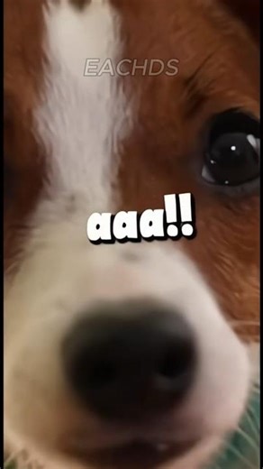 The dog accidentally turned on turbo mode! 🐶💨 He's flying around the room!