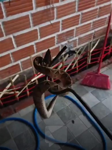 Rescuing a malayian pit viper #fyp #thailand #rescue #snake #cyprustiktok