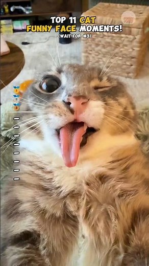 Top 11 CAT FUNNIEST FACE Moments!