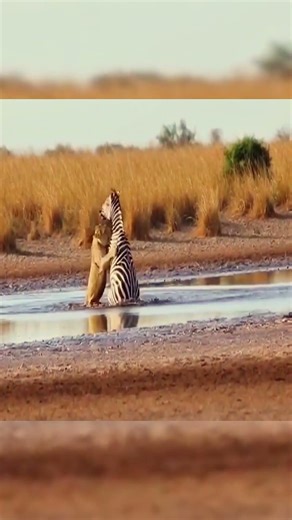 A Spectacular Lion Hunt Ends in a Dramatic Zebra Capture