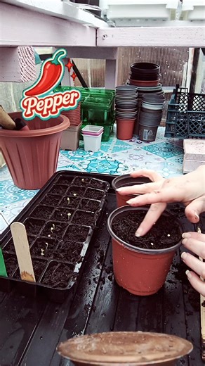 Pepper Seeds: Start Their Growing Adventure 🌱