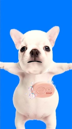 washing pibble's bely :3 #pibble