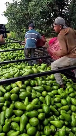 How its made: Crazy Efficient Farming Sites & Machinery Agricultural farming process #Manufacturing