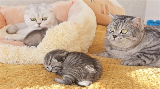 1.4K views · 126 reactions | #daddy #daddycat #kittens | Cat Chloe & kittens | Facebook