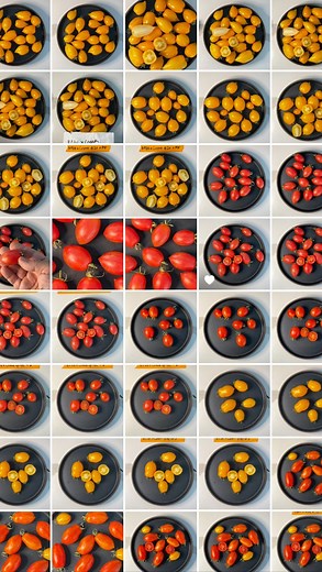 Hans Fama on Instagram: "This is a pretty intense oversimplification and I did my best to fit as much info into a short format while still being approachable (plant biologist and breeder friends forgive me!!) There are almost always exceptions to some of the basic principles I describe here. Many of you probably know most of this info but I wanted to share for those who are unclear. I see a lot of viral posts equating selective breeding to GMO and this couldn’t be more INCORRECT (not that I have