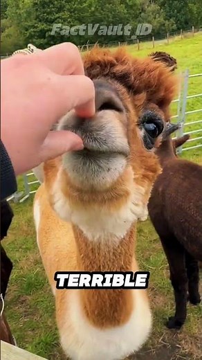 Alpaca Facts That Will Blow Your Mind 🦙
