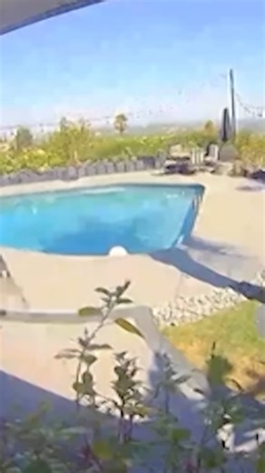 A coyote was seen snatching a dog from Tommy Lee's backyard as his wife Brittany Furlan chases after them. Furlan was able to rescue the dog, named Neena, and says she's OK. | WMTW-TV