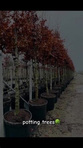 From soil to pot 🌍 Fagus sylvatica • Quercus robur 18–20 / 20–25🌳#quercus #Fagus #trees #potting #nursery