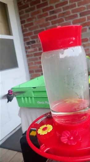 Trying to Film Our Bully Hummingbird